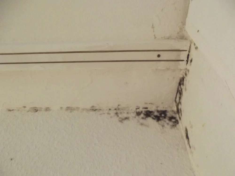 Technician in protective gear removing a mold-damaged wall in a Winfield home